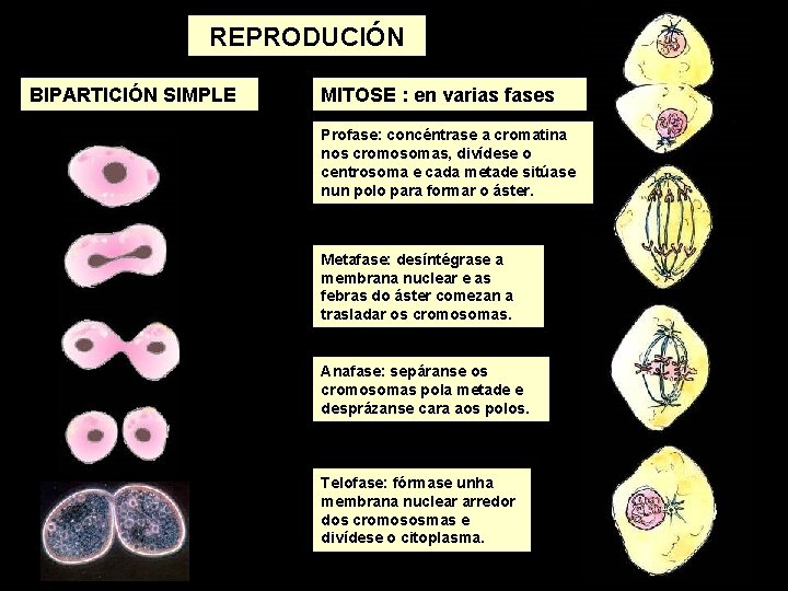 REPRODUCIÓN BIPARTICIÓN SIMPLE MITOSE : en varias fases Profase: concéntrase a cromatina nos cromosomas,