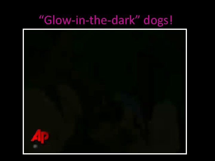 “Glow-in-the-dark” dogs! 