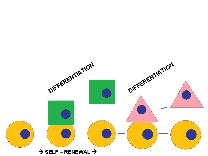 N O I T N TIO IA T N F DI RE E F