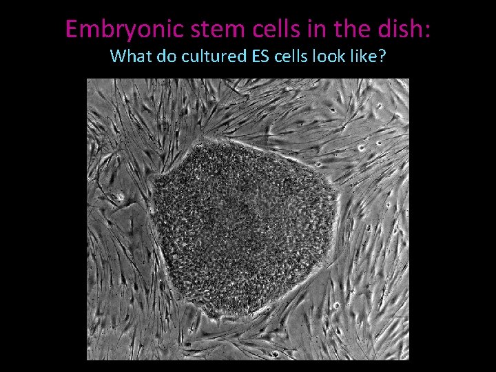 Embryonic stem cells in the dish: What do cultured ES cells look like? 