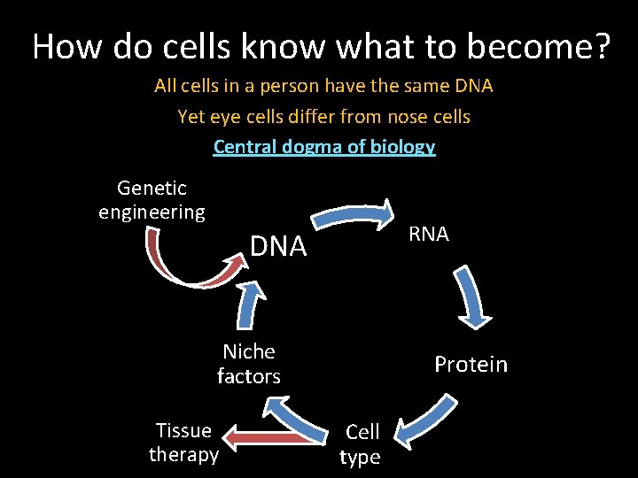 How do cells know what to become? All cells in a person have the