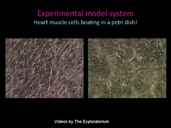 Experimental model system Heart muscle cells beating in a petri dish! Videos by The