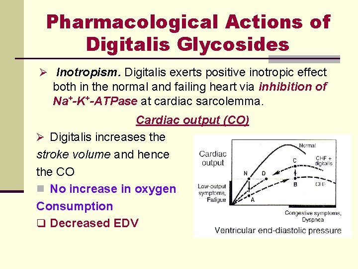 Pharmacological Actions of Digitalis Glycosides Ø Inotropism. Digitalis exerts positive inotropic effect both in Pharmacological Actions of Digitalis Glycosides Ø Inotropism. Digitalis exerts positive inotropic effect both in