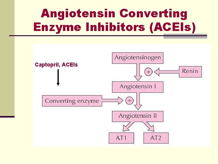 Angiotensin Converting Enzyme Inhibitors (ACEIs) Captopril, ACEIs Angiotensin Converting Enzyme Inhibitors (ACEIs) Captopril, ACEIs