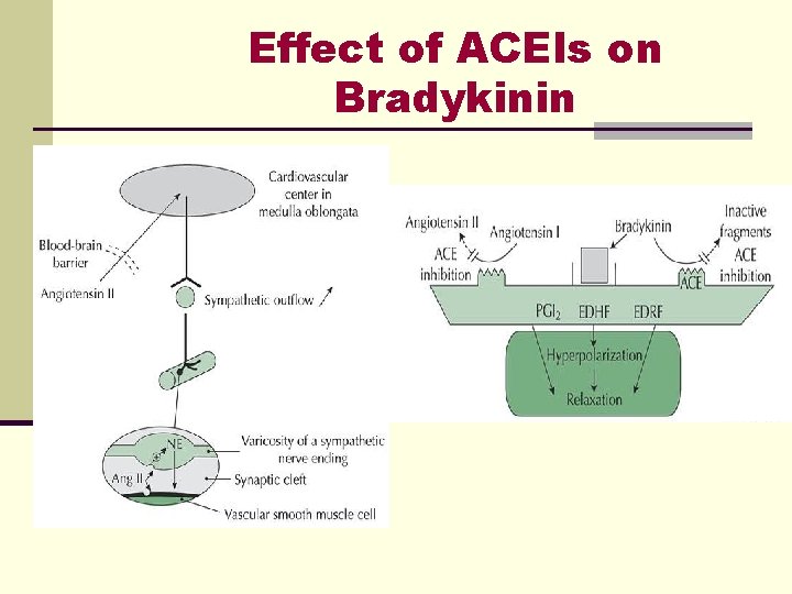 Effect of ACEIs on Bradykinin Effect of ACEIs on Bradykinin