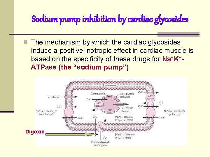 Sodium pump inhibition by cardiac glycosides n The mechanism by which the cardiac glycosides Sodium pump inhibition by cardiac glycosides n The mechanism by which the cardiac glycosides