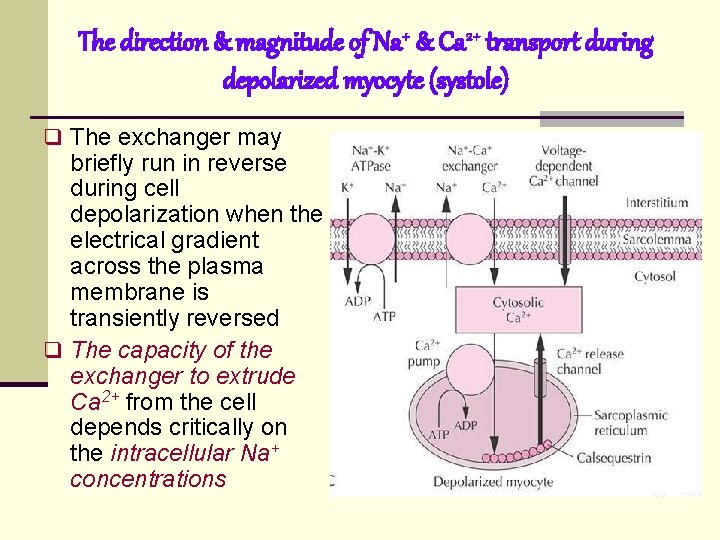 The direction & magnitude of Na+ & Ca 2+ transport during depolarized myocyte (systole) The direction & magnitude of Na+ & Ca 2+ transport during depolarized myocyte (systole)