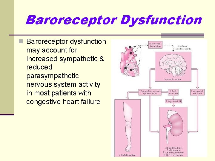 Baroreceptor Dysfunction n Baroreceptor dysfunction may account for increased sympathetic & reduced parasympathetic nervous Baroreceptor Dysfunction n Baroreceptor dysfunction may account for increased sympathetic & reduced parasympathetic nervous
