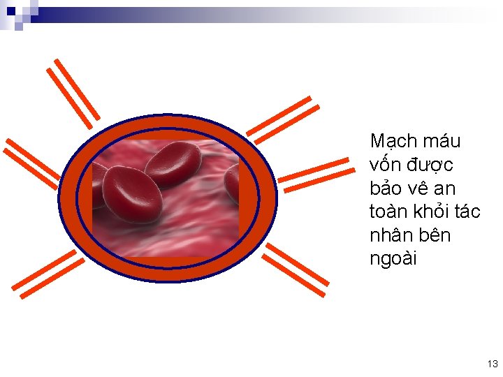 Mạch máu vốn được bảo vê an toàn khỏi tác nhân bên ngoài 13