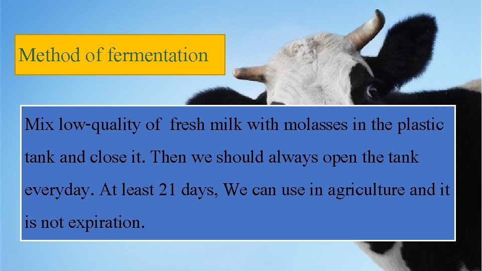 Method of fermentation Mix low-quality of fresh milk with molasses in the plastic tank