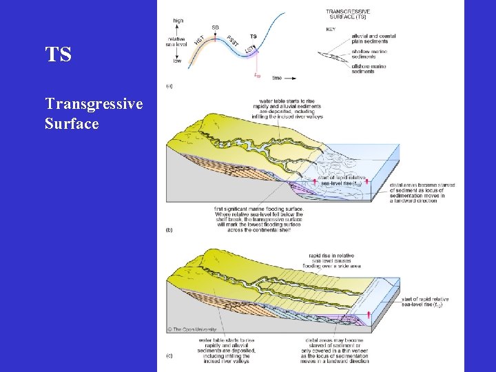 TS Transgressive Surface 