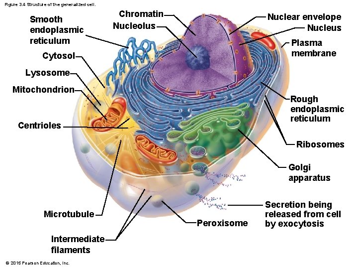 Figure 3. 4 Structure of the generalized cell. Smooth endoplasmic reticulum Chromatin Nucleolus Nuclear