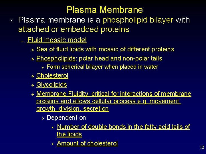 Plasma Membrane • Plasma membrane is a phospholipid bilayer with attached or embedded proteins