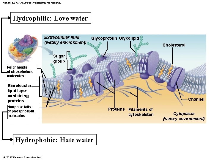 Figure 3. 2 Structure of the plasma membrane. Hydrophilic: Love water Extracellular fluid (watery
