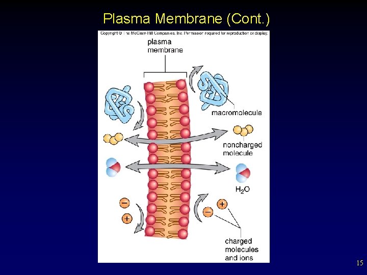 Plasma Membrane (Cont. ) 15 