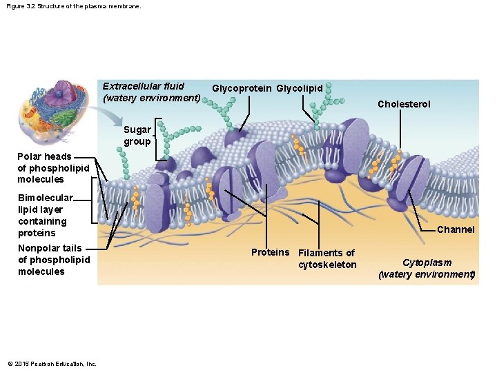 Figure 3. 2 Structure of the plasma membrane. Extracellular fluid (watery environment) Glycoprotein Glycolipid