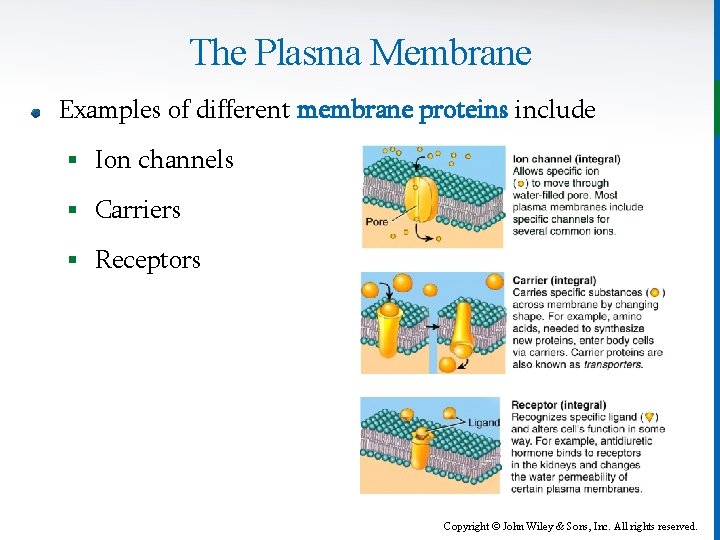 The Plasma Membrane Examples of different membrane proteins include § Ion channels § Carriers