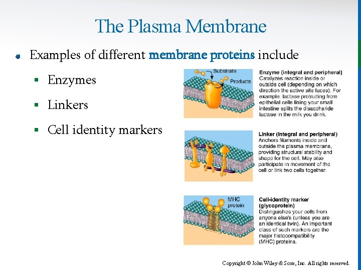 The Plasma Membrane Examples of different membrane proteins include § Enzymes § Linkers §