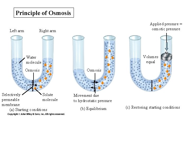 Principle of Osmosis Left arm Applied pressure = osmotic pressure Right arm Volumes equal