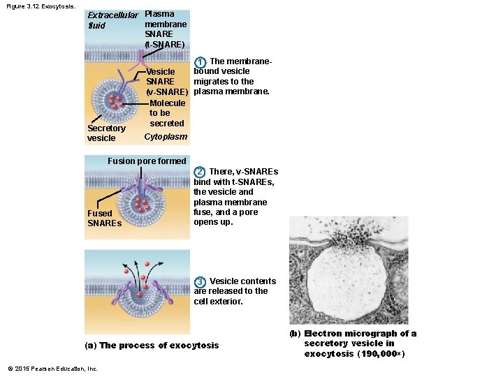 Figure 3. 12 Exocytosis. Extracellular Plasma membrane fluid SNARE (t-SNARE) Secretory vesicle 1 The