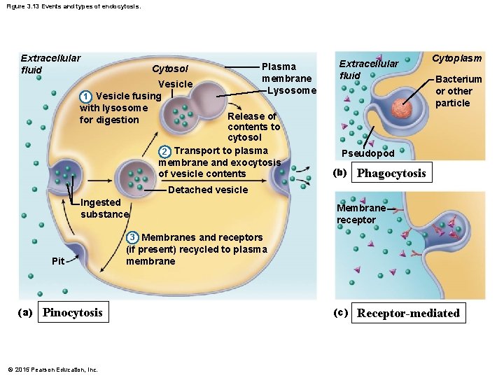 Figure 3. 13 Events and types of endocytosis. Extracellular fluid Cytosol Vesicle 1 Vesicle