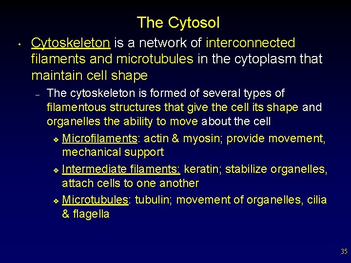 The Cytosol • Cytoskeleton is a network of interconnected filaments and microtubules in the