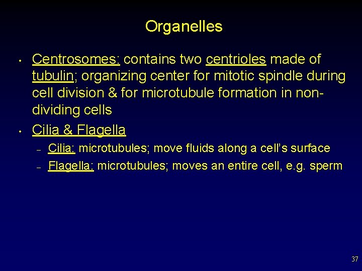 Organelles • • Centrosomes: contains two centrioles made of tubulin; organizing center for mitotic