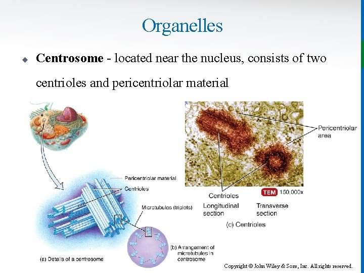 Organelles u Centrosome - located near the nucleus, consists of two centrioles and pericentriolar