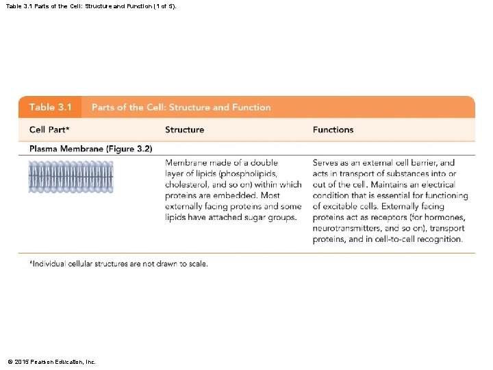 Table 3. 1 Parts of the Cell: Structure and Function (1 of 5). ©