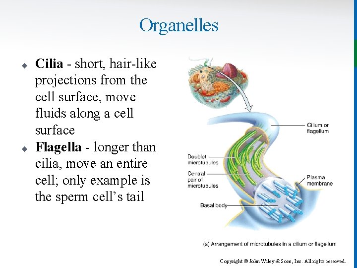 Organelles u u Cilia - short, hair-like projections from the cell surface, move fluids