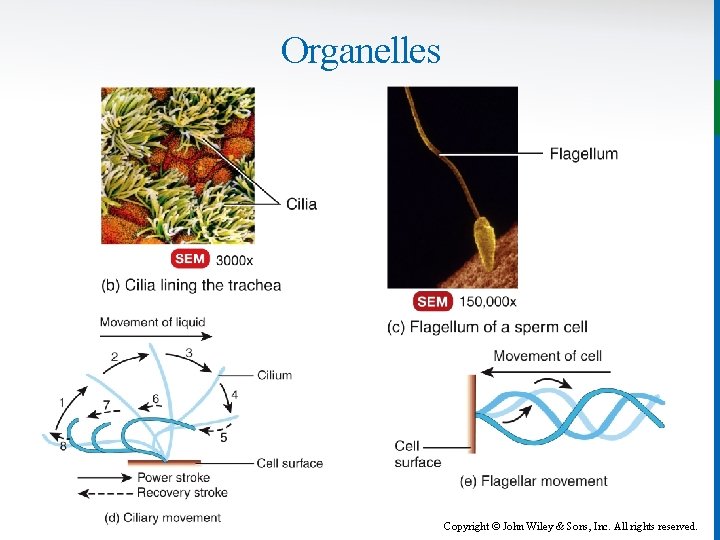 Organelles Copyright © John Wiley & Sons, Inc. All rights reserved. 