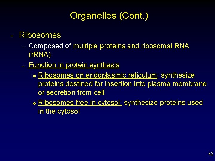 Organelles (Cont. ) • Ribosomes – – Composed of multiple proteins and ribosomal RNA