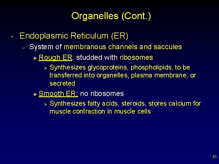 Organelles (Cont. ) • Endoplasmic Reticulum (ER) – System of membranous channels and saccules