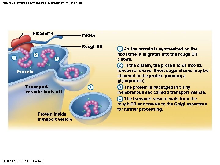 Figure 3. 5 Synthesis and export of a protein by the rough ER. Ribosome