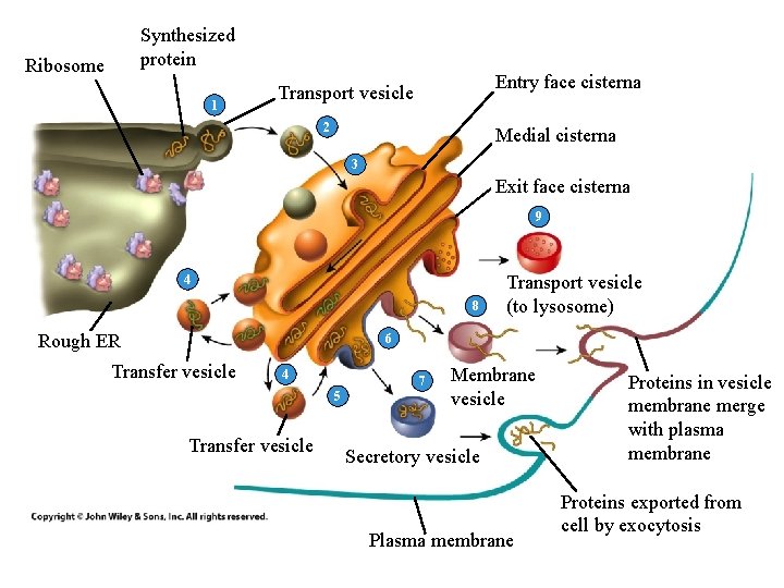 Synthesized protein Ribosome 1 Entry face cisterna Transport vesicle 2 Medial cisterna 3 Exit