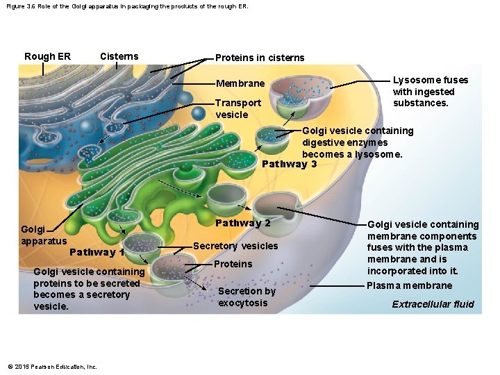 Figure 3. 6 Role of the Golgi apparatus in packaging the products of the