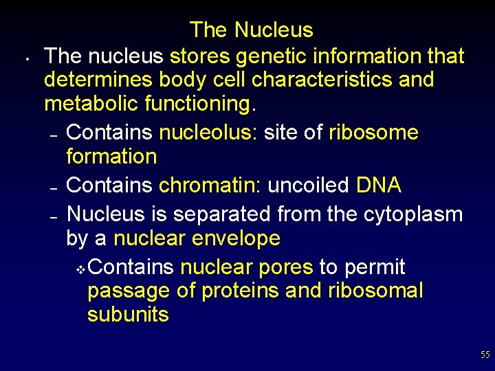  • The Nucleus The nucleus stores genetic information that determines body cell characteristics