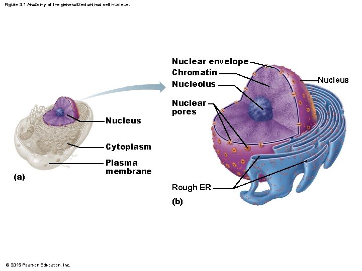 Figure 3. 1 Anatomy of the generalized animal cell nucleus. Nuclear envelope Chromatin Nucleolus