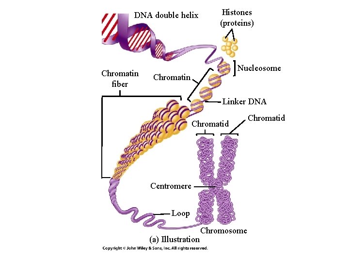 DNA double helix Chromatin fiber Histones (proteins) Nucleosome Chromatin Linker DNA Chromatid Centromere Loop