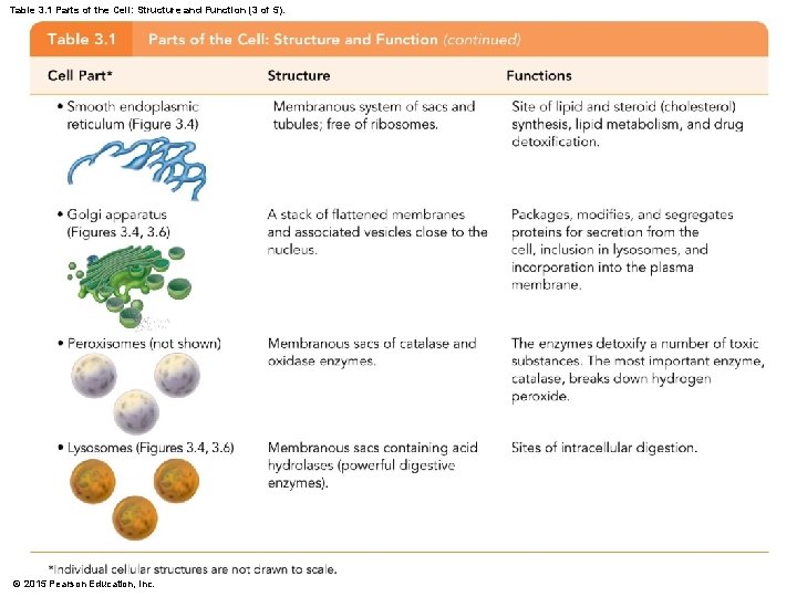 Table 3. 1 Parts of the Cell: Structure and Function (3 of 5). ©