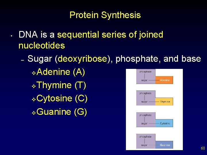 Protein Synthesis • DNA is a sequential series of joined nucleotides – Sugar (deoxyribose),