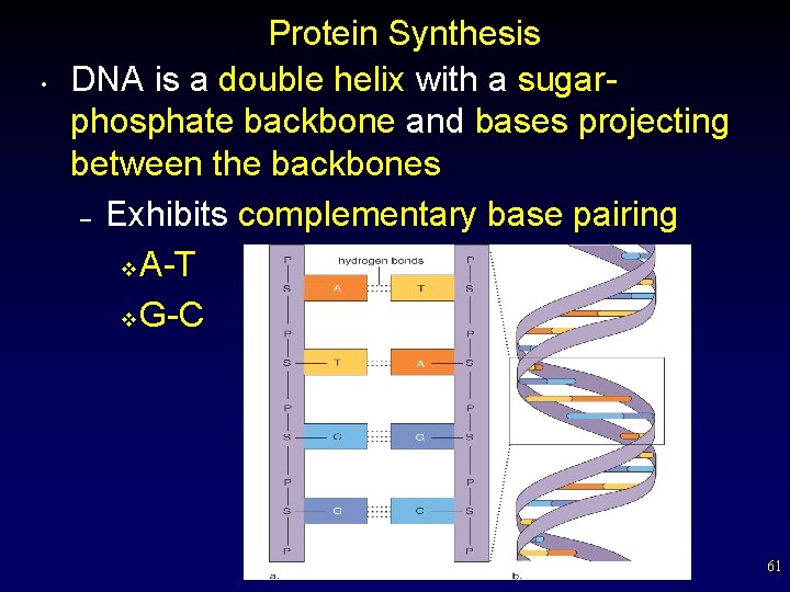  • Protein Synthesis DNA is a double helix with a sugarphosphate backbone and