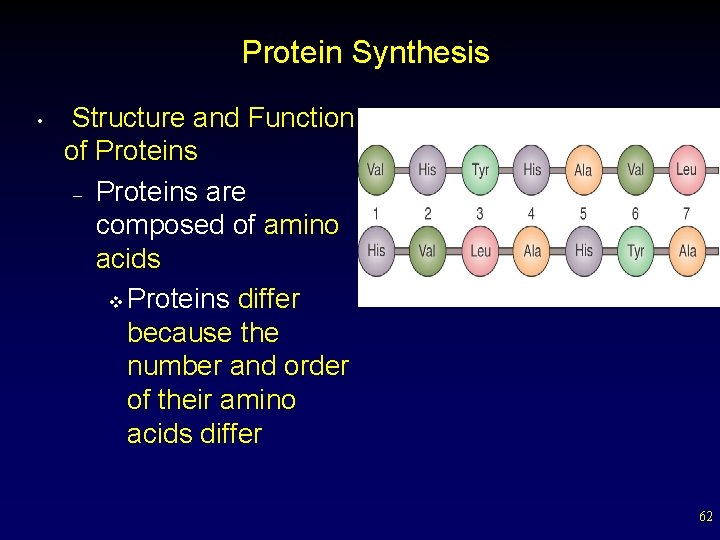 Protein Synthesis • Structure and Function of Proteins – Proteins are composed of amino
