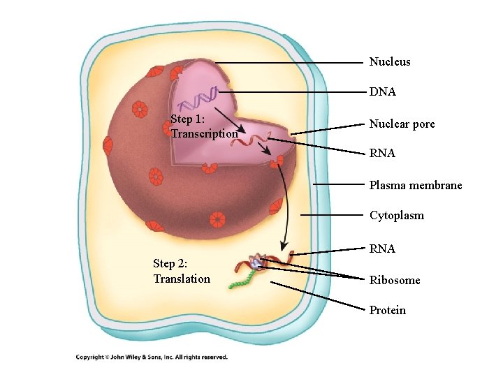 Nucleus DNA Step 1: Transcription Nuclear pore RNA Plasma membrane Cytoplasm RNA Step 2: