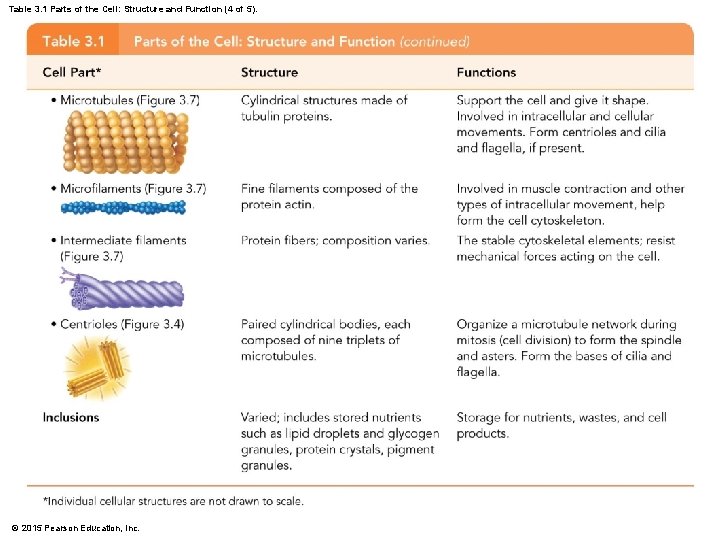 Table 3. 1 Parts of the Cell: Structure and Function (4 of 5). ©
