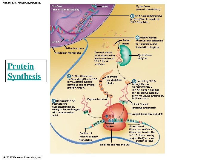 Figure 3. 16 Protein synthesis. Nucleus (site of transcription) Cytoplasm (site of translation) DNA