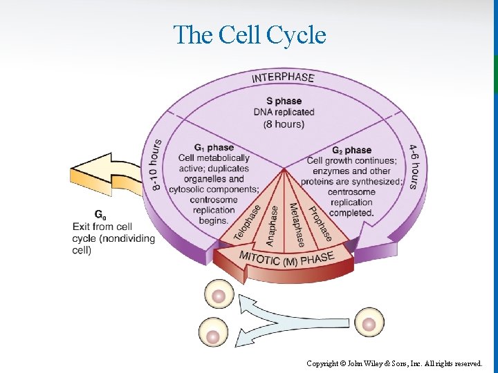 The Cell Cycle Copyright © John Wiley & Sons, Inc. All rights reserved. 
