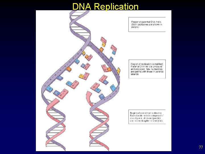 DNA Replication 77 