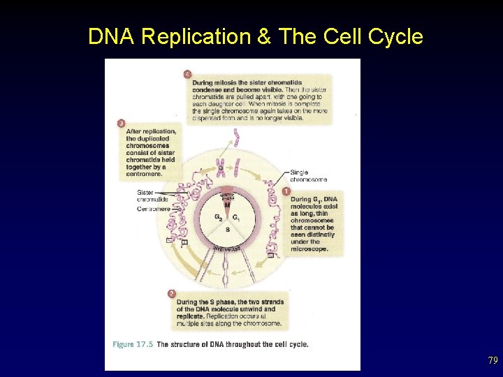 DNA Replication & The Cell Cycle 79 