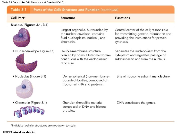 Table 3. 1 Parts of the Cell: Structure and Function (5 of 5). ©